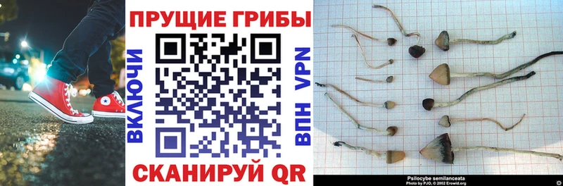 Псилоцибиновые грибы Cubensis  дарнет шоп  Ува 